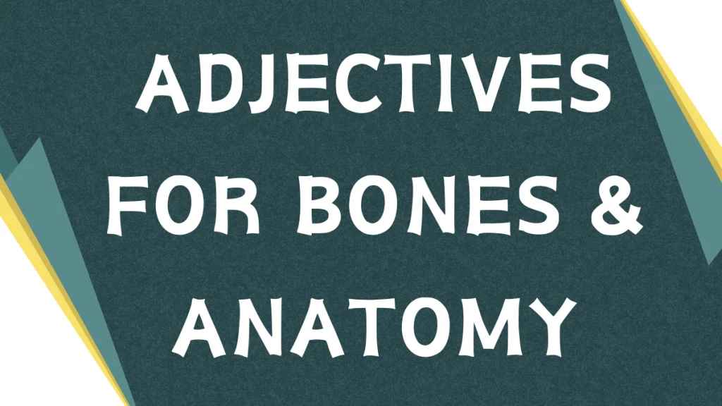 Describing Bones: A Guide to Adjectives for Anatomy