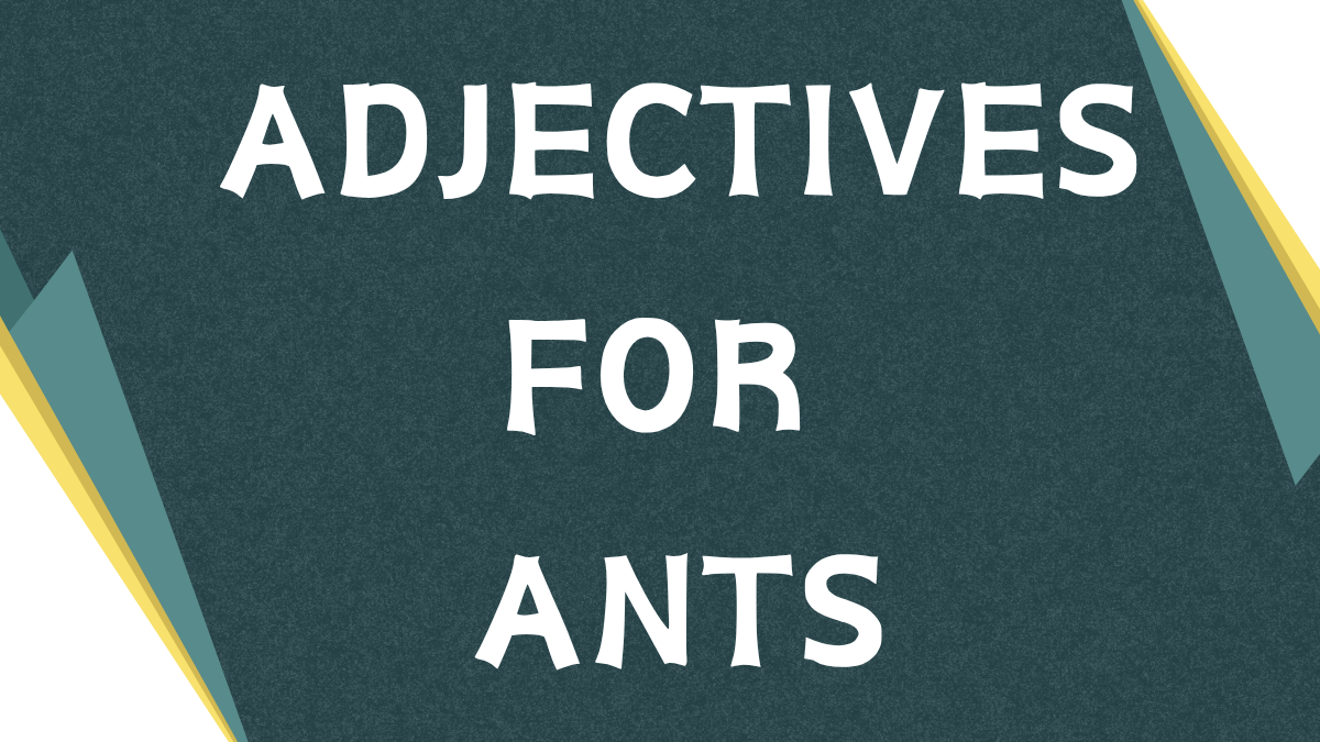 Adjectives for Ants: A Comprehensive Guide