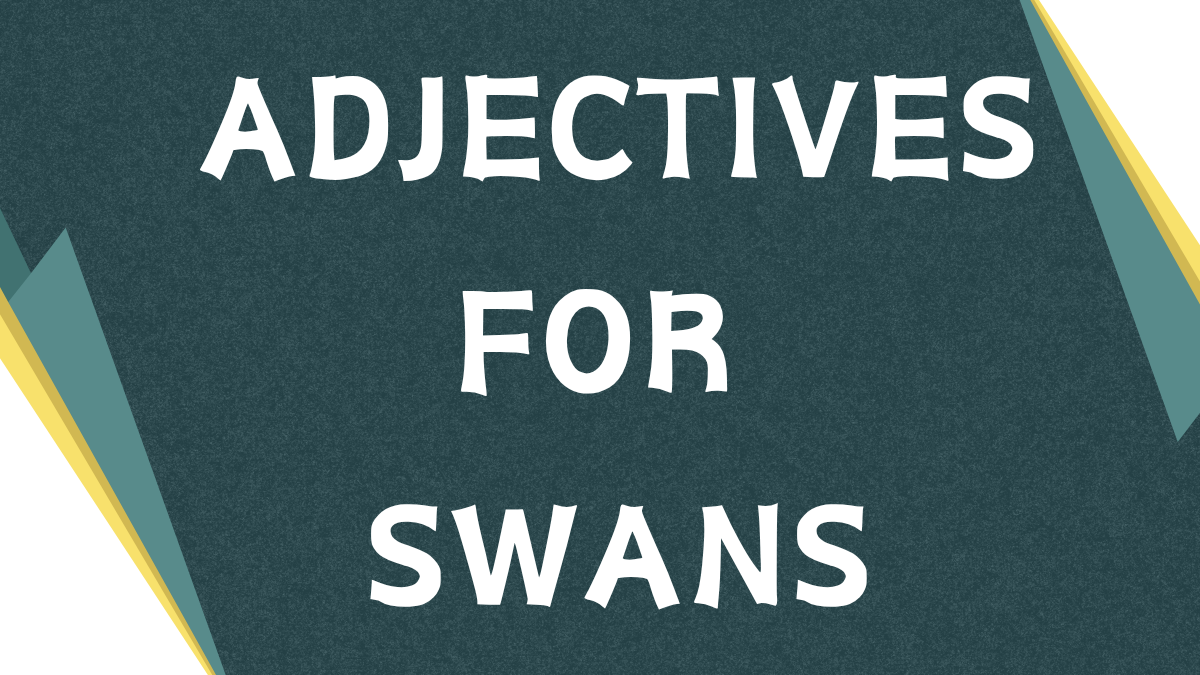 Describing Swans: A Guide to Adjectives for Swans Describing Swans: A Guide to Adjectives for Swans